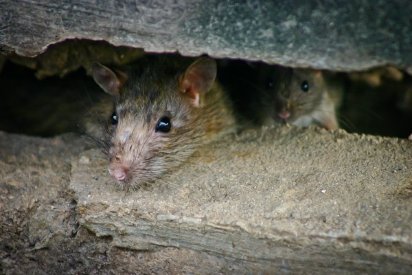 Fotografija: Po prenovi Miklošičevega parka v središču Ljubljane so v njem oblast prevzele podgane, pravi bralec. FOTO: arhiv
