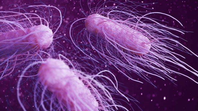 3D-ilustracija salmonele. FOTO: Urfinguss, Getty Images
