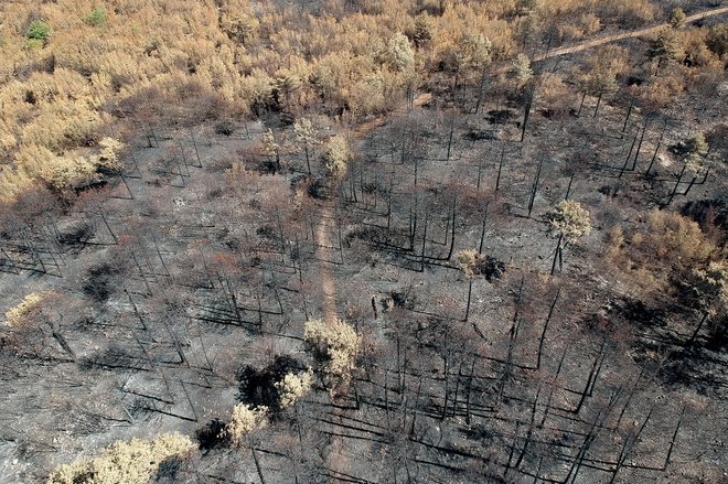 Posledice julijskega požara na Krasu FOTO: Zavod za gozdove Slovenije
