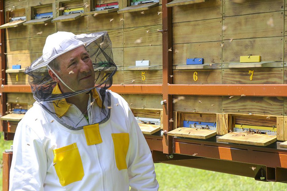 Fotografija: Čebelarstvo je način življenja skoraj 12.000 Slovenk in Slovencev. FOTO: Gregor Kacin
