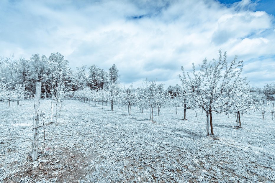 Fotografija: Zimsko mirovanje je odvisno od dednih lastnosti in okoljskih razmer. FOTO: Sebastien Bisson/Getty Images
