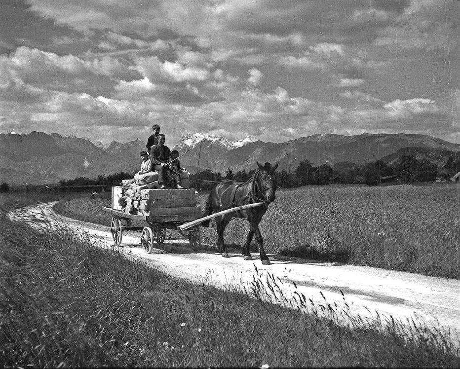 Fotografija: Prevoz tovora z vprego v Šmarci 1933. Foto: Peter Naglič
