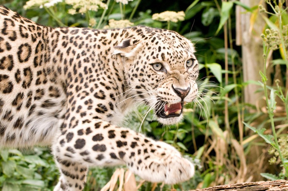 Fotografija: Perzijski leopard (znanstveno ime Panthera pardus saxicolor) spada med ogrožene živalske vrste. FOTO: andy2673, Getty Images
