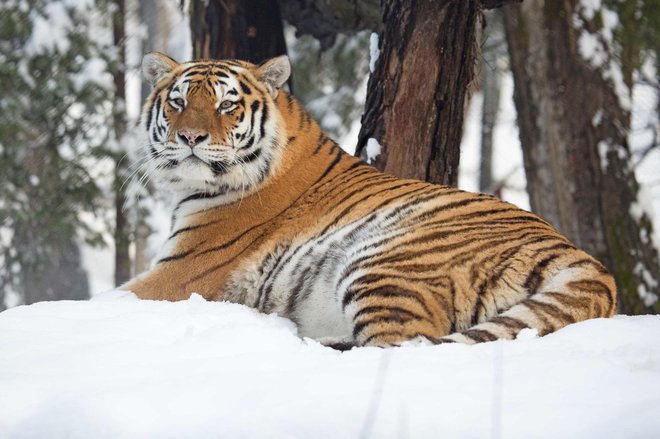 Sibirski tiger uživa na ljubljanskem snegu. 
