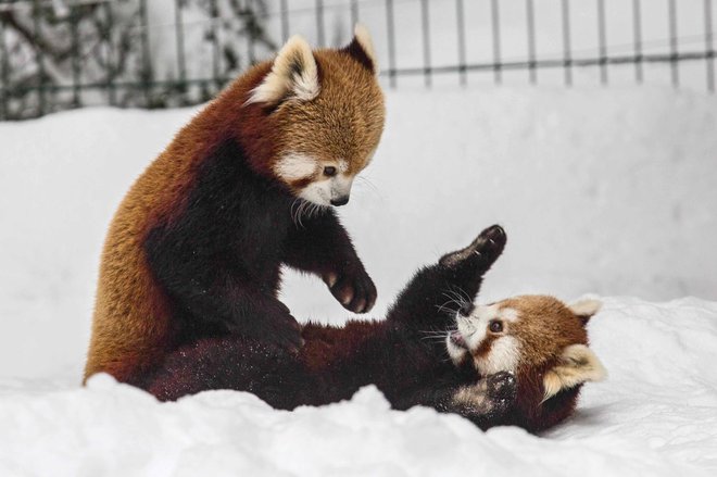 Razposajenost na snegu; par mačjih pand.
