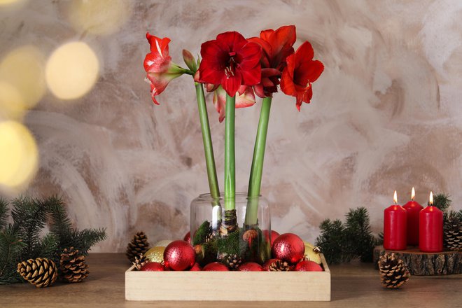 Ob božiču so najbolj priljubljen okras rdeči, a cvetijo tudi v beli, oranžni in mnogo drugih barvah.
