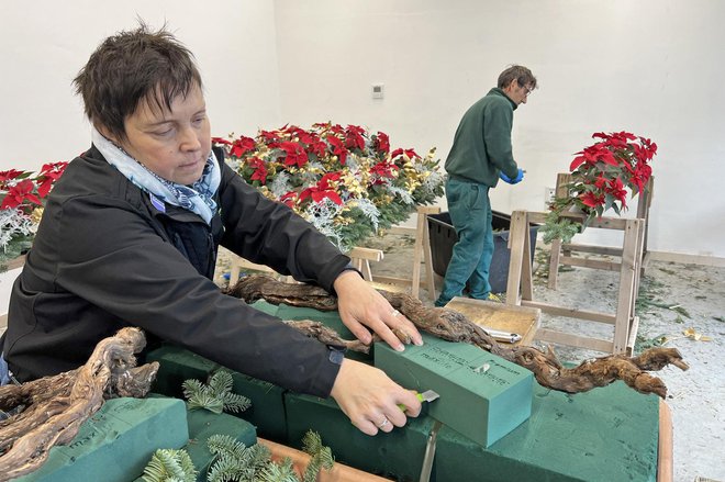 Sabina Šegula pri rezanju cvetličarske gobe
