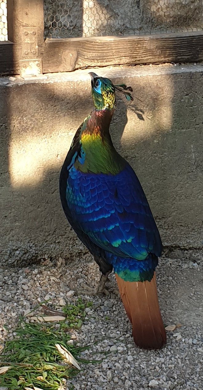 Sijajni fazan – preparat te okrasne ptice si je mogoče ogledati tudi v preddverju Cankarjevega doma. FOTO: Boža Bolčina
