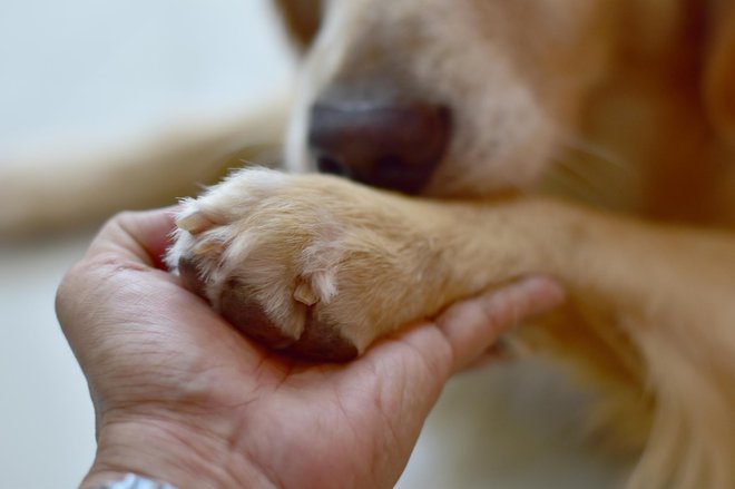 S posvojitvijo pomagamo reševati pasja življenja. FOTO: Immortal70/Getty Images
