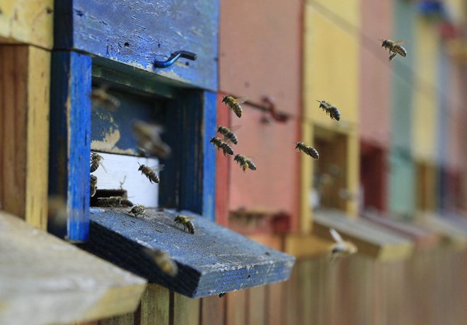 Tudi lani so se ukvarjali z boleznijo čebel varojo. FOTO: Leon Vidic
