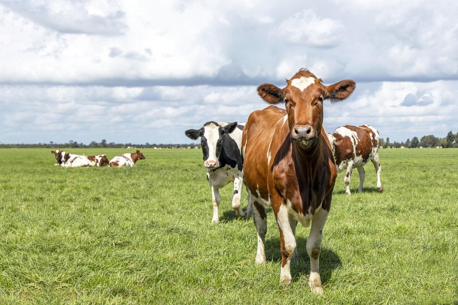 Fotografija: Med kravami se je počutil kot med vrstniki. FOTO: Clara Bastian, Getty Images
