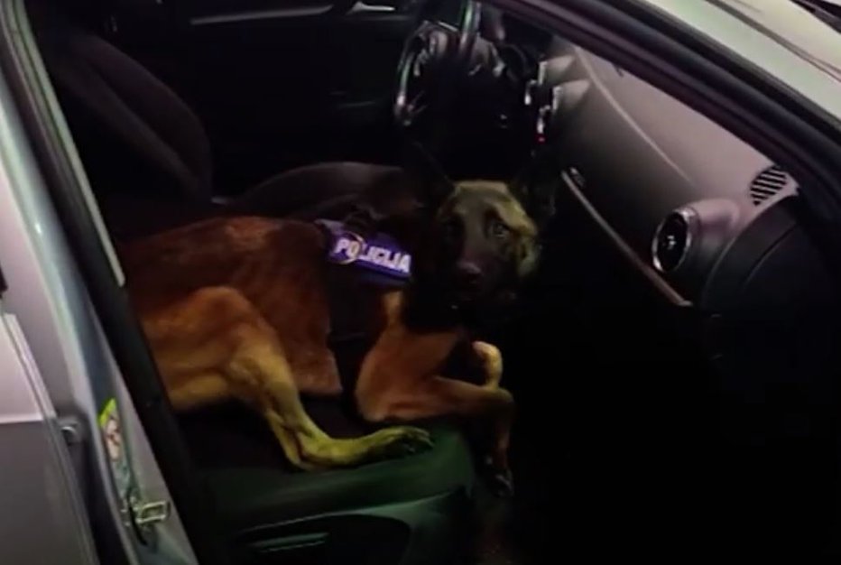 Fotografija: Policijski pes Hunt se je izkazal. FOTO: Zaslonski Posnetek/youtube
