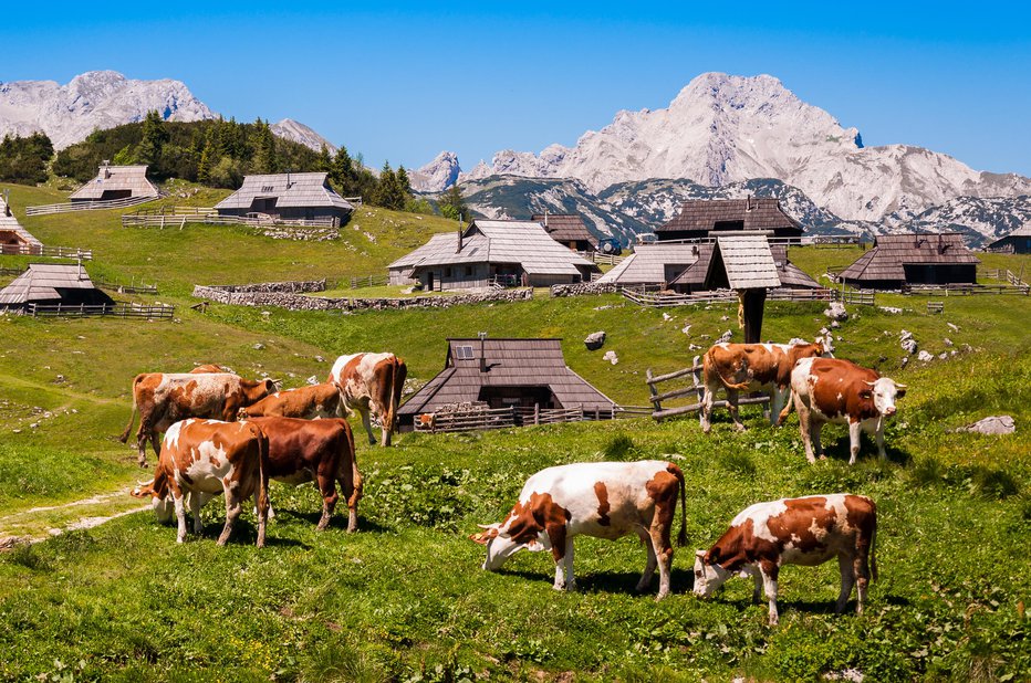 Fotografija: Okoli pastirskega naselja se poleti še vedno pasejo krave, poudarijo v članku. FOTO: Blazg/shutterstock
