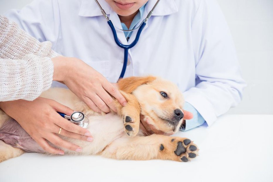 Fotografija: Psa že od majhnega navajajte na obiske pri veterinarju. FOTO: All_about_people, Shutterstock

