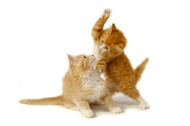Mačja srečanja so razvrstili v tri kategorije, igranje, boj in nedorečeno. FOTO: C-foto/Getty Images

