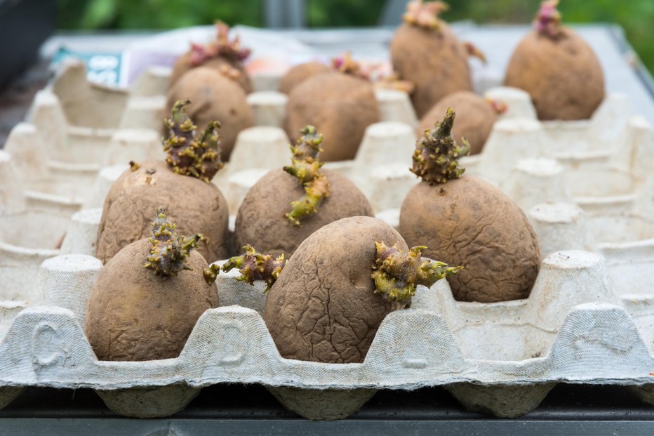 Fotografija: Čas za saditev krompirja na prosto letos še ni prišel. FOTO: James_davidson/Getty Images
