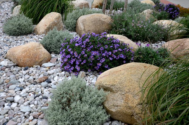 Rastline za skalnjak izberemo glede na podnebje. FOTO: Beekeepx/Getty Images

