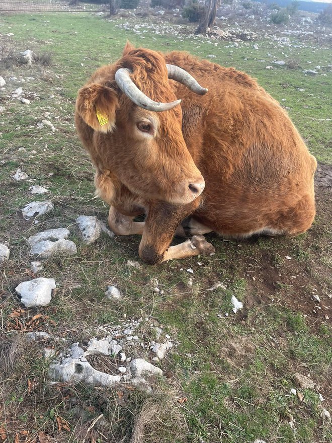 Onemogla krava s Primorskega
