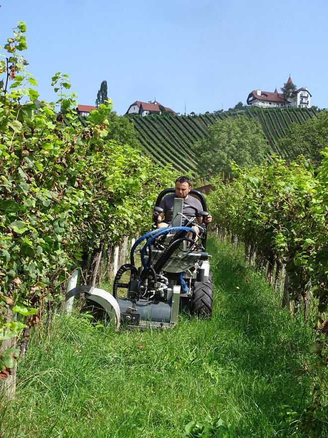 Vitrac med tipičnim vinogradniškim opravilom – mulčenjem medvrstnega prostora FOTOGRAFIJI: Tomaž Poje
