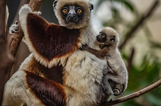 Ko je mladič starejši, ga samica nosi tudi na hrbtu. FOTO: Chester Zoo
