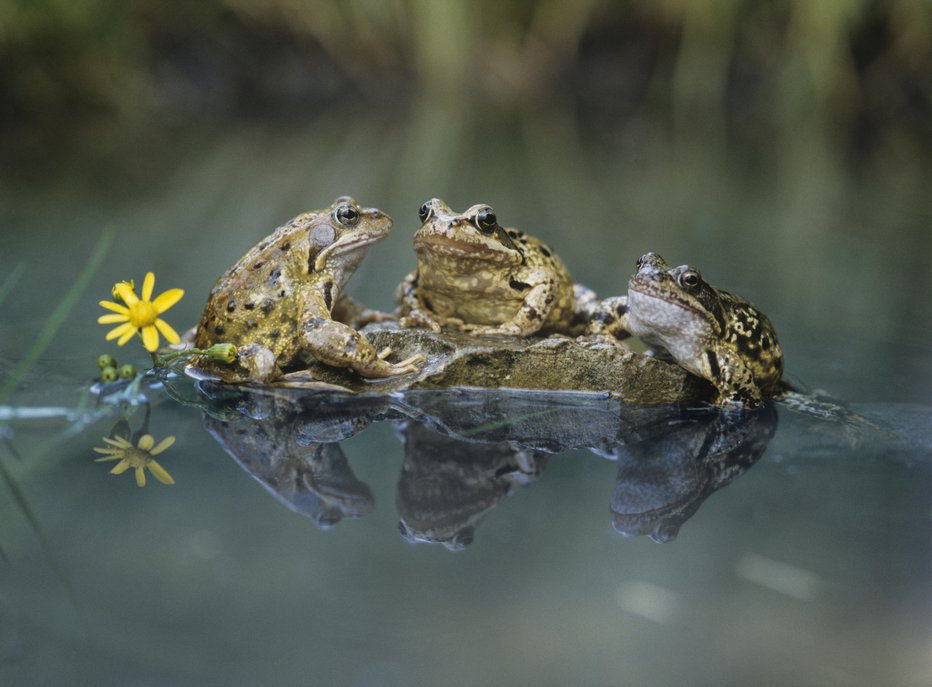 Fotografija: Žabe, krastače in druge dvoživke se selijo iz zimskih domovanj proti mrestiščem. FOTO: Getty Images
