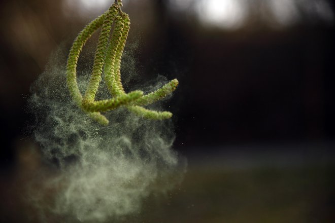 Alergijsko reakcijo največkrat sprožijo alergeni vetrocvetnih rastlin. FOTOGRAFIJE: GETTY IMAGES
