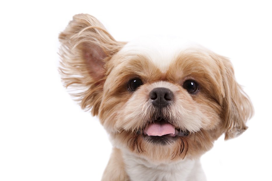Fotografija: Pasja ušesa so zgrajena kar iz 18 mišic. FOTO: Tom Wang, Shutterstock
