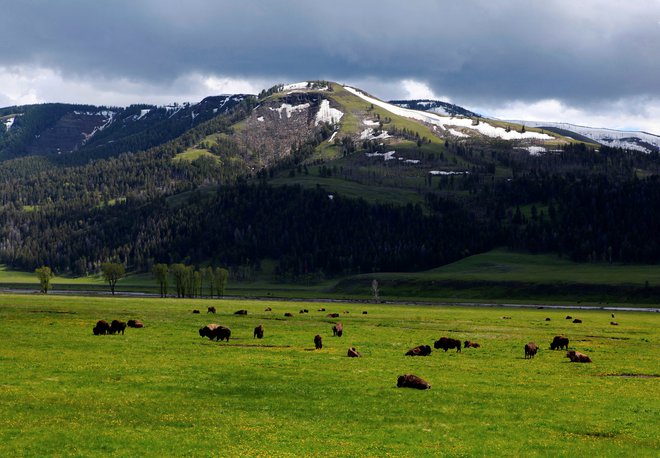 V ZDA ima zdaj 82 plemen več kot 20.000 bizonov. FOTO: Reuters
