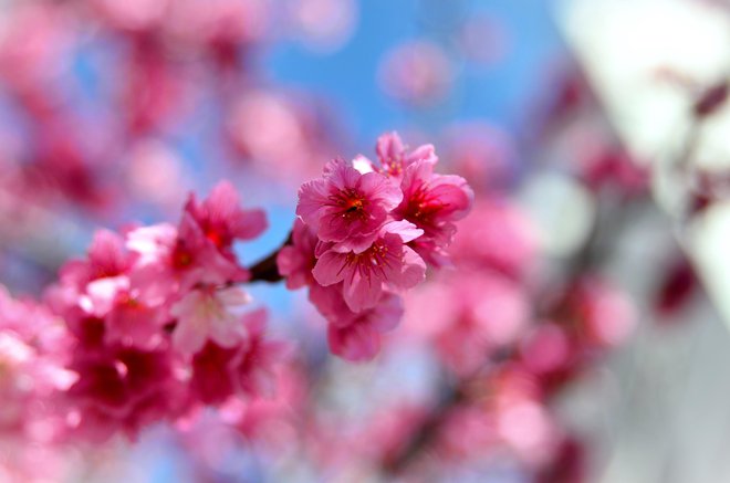 Najzgodnejša, vrsta Prunus campanulata, že cveti. FOTO: Nancyayumi/Getty Images
