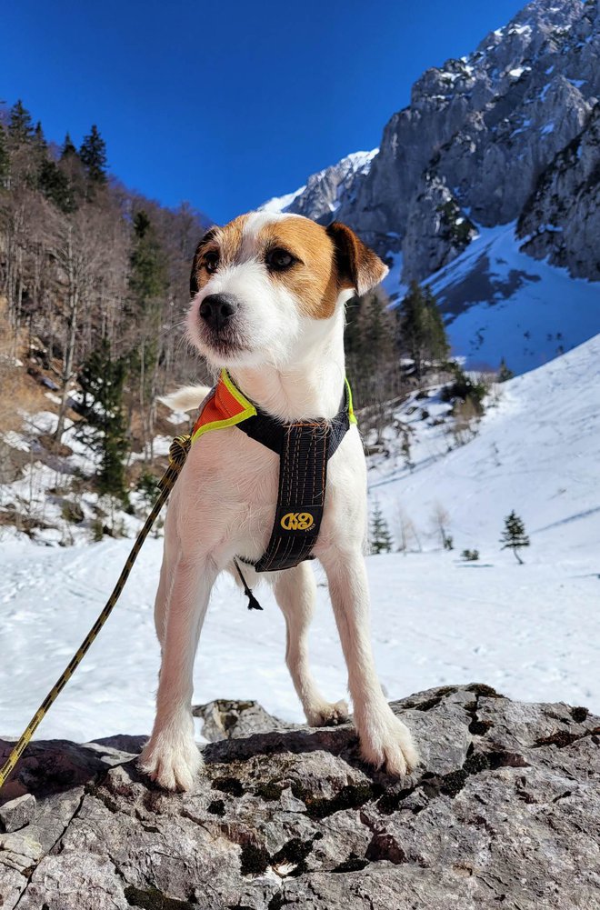 Najmanjši slovenski reševalni pes, sedemletni Kju, je bil eden od velikih junakov dneva. 
