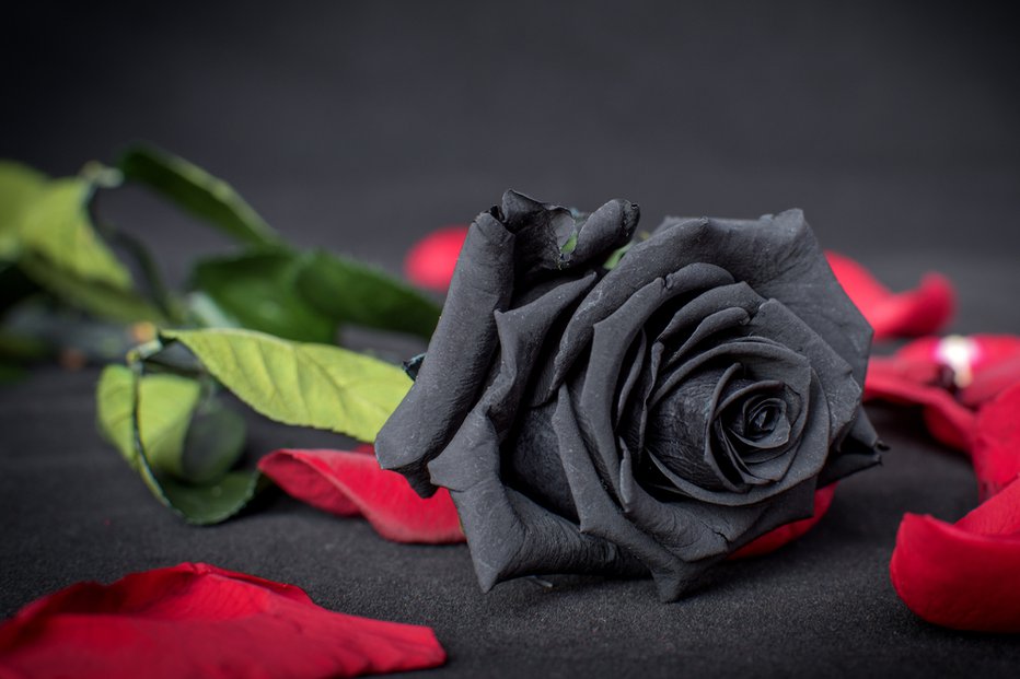 Fotografija: Črno vrtnico naj bi mnogi povezovali z žalovanjem in sovraštvom.
FOTO: Mon Dela, Shutterstock
