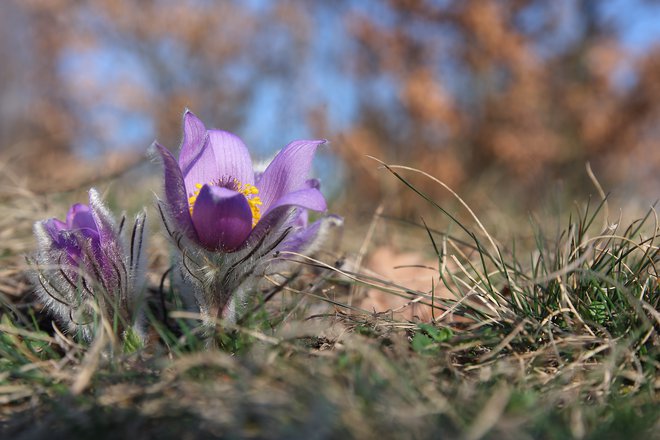 Cveti od februarja do sredine aprila. FOTO: Patrikslezak/Getty Images