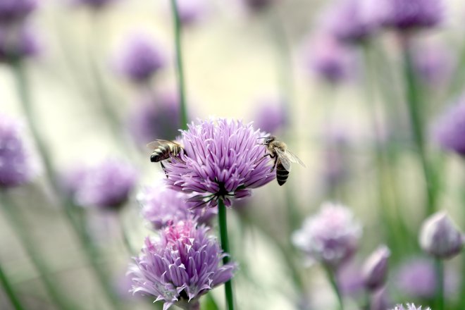 Drobnjakovi cvetovi so izjemno privlačni za čebele. FOTO: Dejan Javornik
