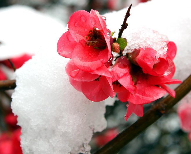 Za odpirajoče in odprte cvetove je nevarno že, če se temperature spustijo pod minus dve stopinji Celzija. FOTO: Bea8476 Getty Images, Istockphoto
