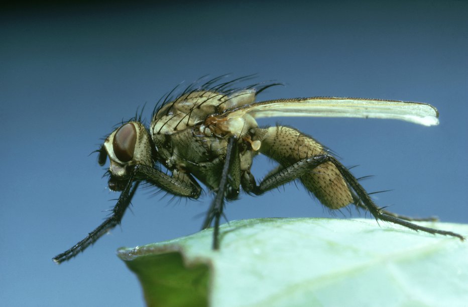 Fotografija: Podobna je tako običajni muhi kot komarju. FOTO: Getty Images/iStockphoto