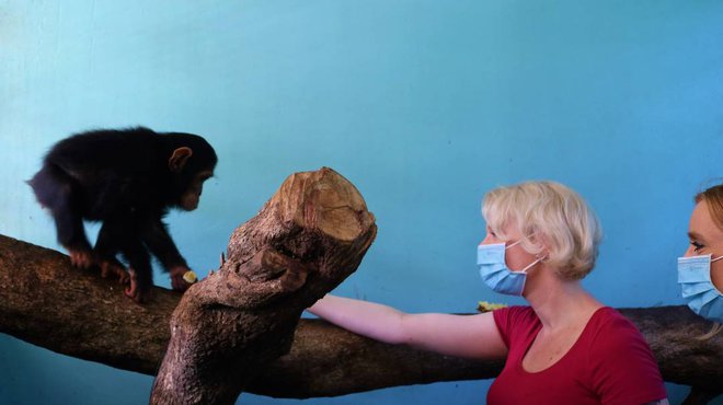 Urška Klakočar Zupančič je v izobraževalnem centru za ohranjanje divjih živali Uganda posvojila šimpanzinjo Ursko. FOTO: Twitter/uwec