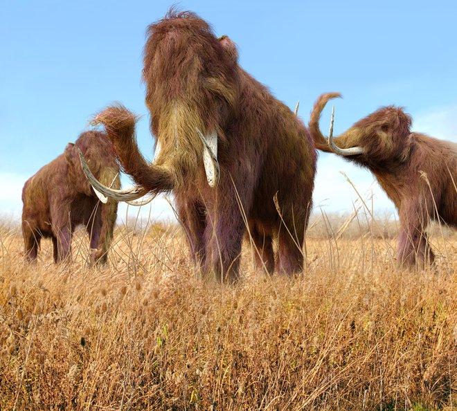 Najmlajši najdeni ostanki dlakavega mamuta so stari 150.000 let. FOTO: Aunt_spray Getty Images/istockphoto