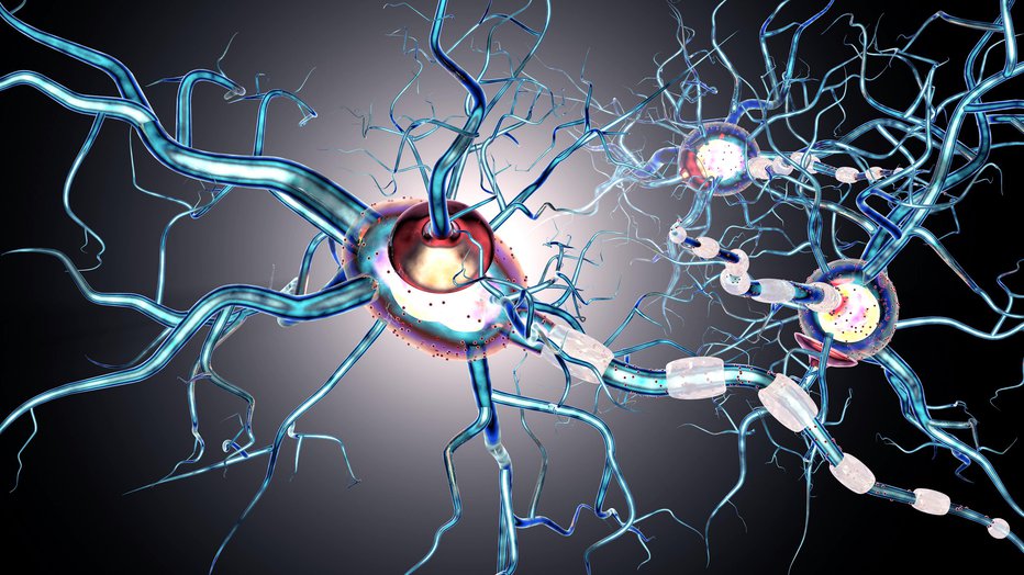 Fotografija: Propadajo živčne celice, ki proizvajajo dopamin. FOTO: Getty Images