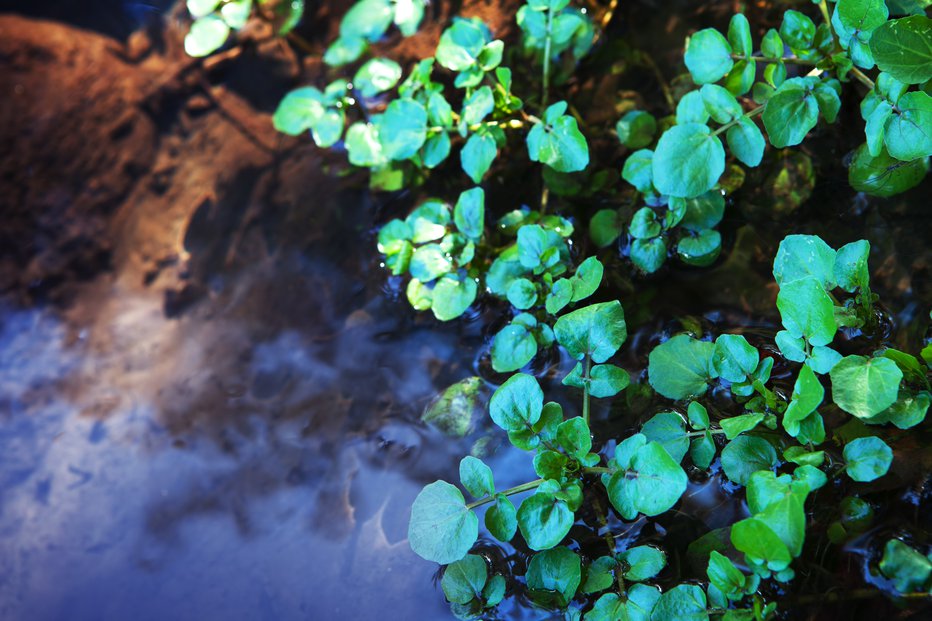Fotografija: Vodna kreša je poznana že iz antičnih časov. Spada med ene izmed najstarejših rastlin. FOTO: Arhiv Polet/Shutter 