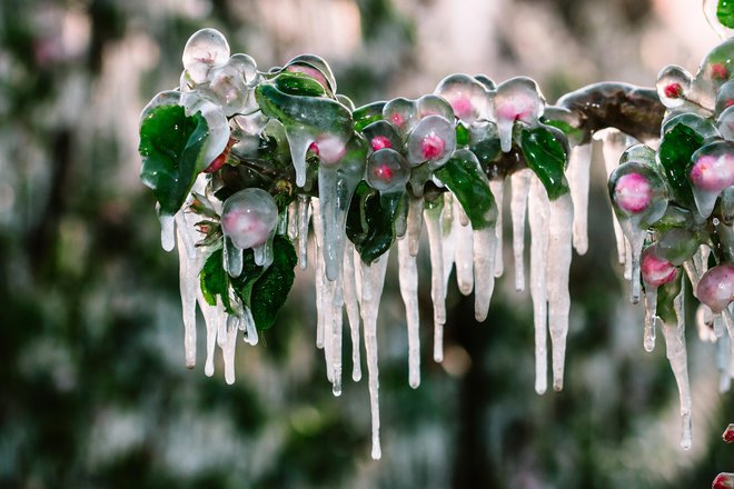 S stalnim dodajanjem vode, ki zmrzuje, se sprošča toliko toplote, da temperatura v cvetnem brstu ne pade pod 0 °C. FOTO: A-basler, Getty Images