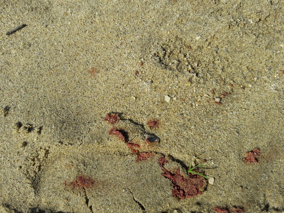 Fotografija: Krvave sledi na portoroški plaži po mafijskem strelskem obračunu pred petimi leti. FOTO: Moni Černe