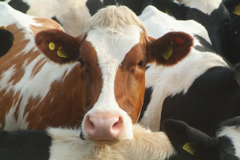 Fotografija: Hudo ranjene krave, ki so preživele, bodo morali usmrtiti. FOTO: Guliver, Getty Images