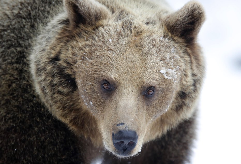 Fotografija: 17-letna medvedka je sicer potomka dveh slovenskih medvedov, ki so ju na Trentinsko pripeljali iz Slovenije v letih 2000 in 2001 v okviru projekta EU Life Ursus. Fotografija je simbolična. FOTO: Matej Družnik