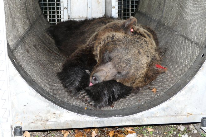 To je že drugič, da je sodišče zavrnilo odstrel medvedke. FOTO: Ufficio Stampa Trento