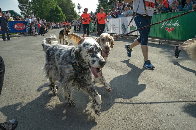 Maraton v Radencih ostaja prva in edina slovenska tekaška prireditev, ki se je lahko udeležijo tudi lastniki psov s svojimi štirinožnimi prijatelji. FOTO: Oste Bakal
