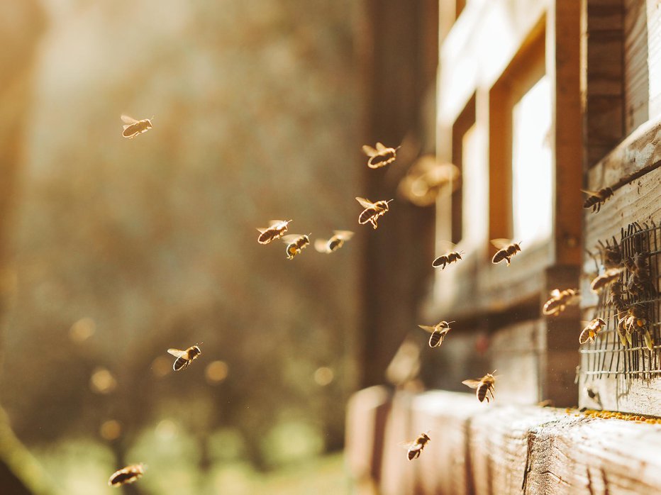 Fotografija: Samo čebele lahko pridelajo pristen med. FOTO: Martin Herzog/Getty Images
