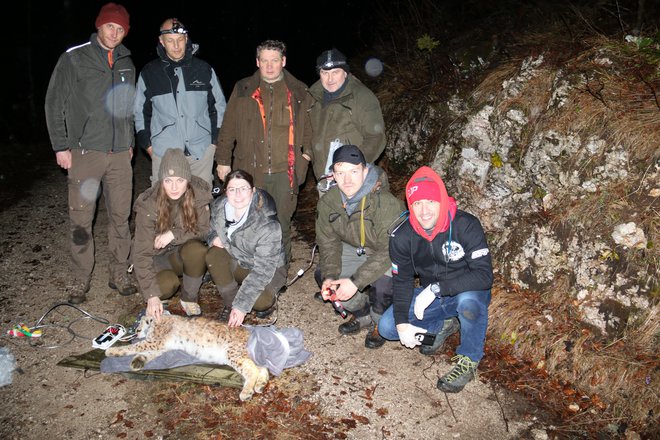Ekipa Life Lynx za odlov, veterinar ZOO Ljubljana in lovci ob uspavanem Andreju FOTO: Miha Marolt