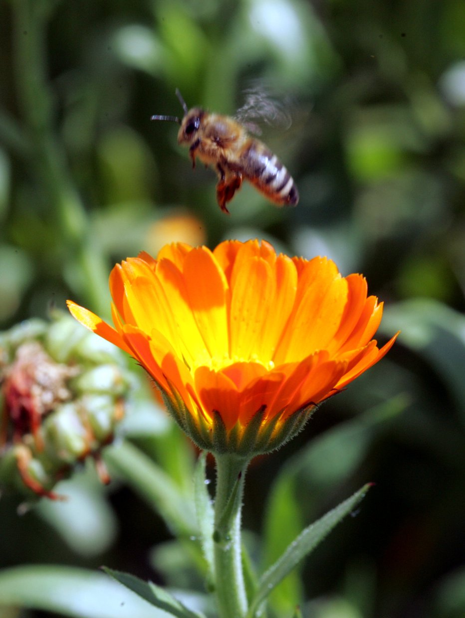 Fotografija: Pomagajmo jim s sajenjem medovitih rastlin, cvetočimi tratami in postavljanjem gnezdilnic. FOTO: IGOR MODIC