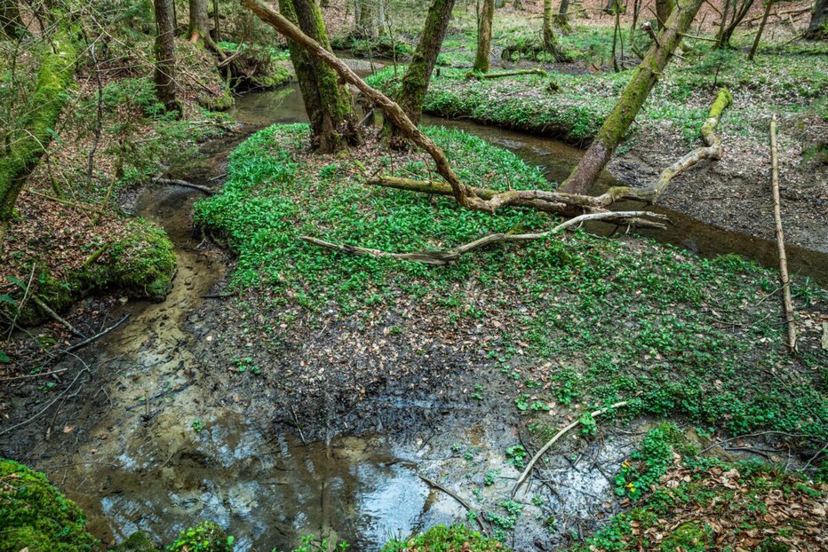 Fotografija: Tudi ob potoku Želodnik bo narava sama skrbela za okolje. FOTO: Andreja Škvarč