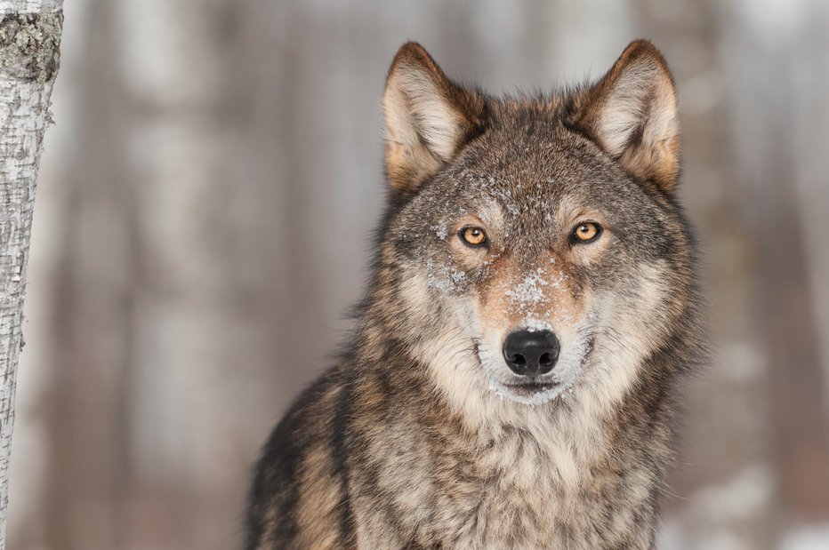 Fotografija: Nekateri menijo, da je pri nas preveč volkov. FOTO: Getty Images/iStockphoto